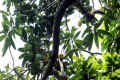 বৈশাখীর উত্তাপে পাকতে শুরু করেছে মৌসুমি ফল আম