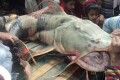লালমনিরহাট জেলার হাতীবান্ধা উপজেলায় তিস্তা নদীর সেচ ক্যানেল থেকে ধরা পড়েছে ৪৬ কেজি ওজনের বিশাল একটি বাঘাইড় মাছ