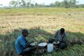 পাকা ধান কাটায় বিরতি দিয়ে দুপুরের খাওয়া। 