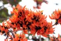 পলাশ ফুটেছে, হাতছানি দিচ্ছে ফাগুন