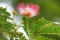 সকালের রোদের আলোয় কড়ই গাছের ফুলের সৌন্দর্য