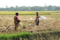 খেতে ধানের খড় শুকাতে ব্যস্ত দুই কিষানি
