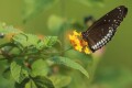 বুনো ফুলের পাপড়িতে বসেছে রঙিন প্রজাপতি