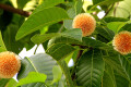 বর্ষার ফুল কদম