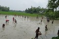 ঠাকুরগাঁয়ে চাষ দেওয়া জমিতে দল বেধে মাছ ধরছেন গ্রামের সব বয়সী মানুষ। 