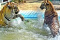 ঠাণ্ডার পরশ পেতে পানিতে গা ভিজিয়ে নিচ্ছে চট্টগ্রাম চিড়িয়াখানার দুটি বাঘ।