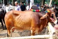 পবিত্র ঈদুল আযহা উপলক্ষে জমে উঠেছে রাজধানীর পশুর হাট, ছবিটি শনিবার বনানী থেকে তুলেছেন আমাদের চীপ ফটো সাংবাদিক আব্দুল হালিম-পিএনএস