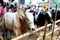 পবিত্র ঈদুল আযহা উপলক্ষে জমে উঠেছে রাজধানীর পশুর হাট, ছবিটি শনিবার বনানী থেকে তুলেছেন আমাদের চীপ ফটো সাংবাদিক আব্দুল হালিম-পিএনএস